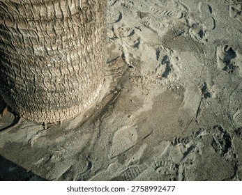 Close-up view of a rugged tree trunk base with exposed roots firmly embedded in sandy ground.