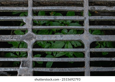 A close-up view of a rusty metal grate over a drain, with green plants growing beneath it in low light. Nature pushes through the man-made structure, symbolizing survival and resilience.
 - Powered by Shutterstock