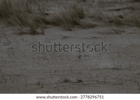 A close-up view of a sandy beach with sparse, dry grasses and scattered seashells. The foreground is dominated by the textured sand and withered vegetation, transitioning to denser, golden-hued dune grass in the background. The overall tone is muted and natural, suggesting a coastal environment.