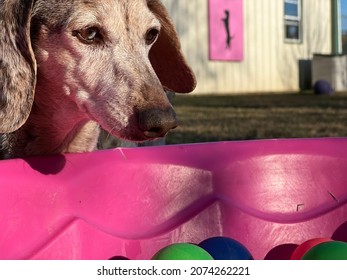 Closeup View Of Senior Dog Face Looking And Playing In Bright Pink Plastic Kiddie Pool And Colorful Balls Outside On Sunny Evening With Blurred Background 