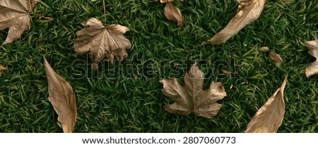 A close-up view of several dry, fallen autumn leaves scattered across a vibrant green lawn.