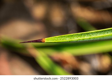Close-up View of Sharp Leaf Tip with Vivid Green Texture Against Soft Background - Nature Photography