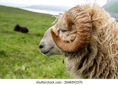 Closeup view of the Sheep and Rams in the fields of the Faroe Islands - Shutterstock ID 2048392370