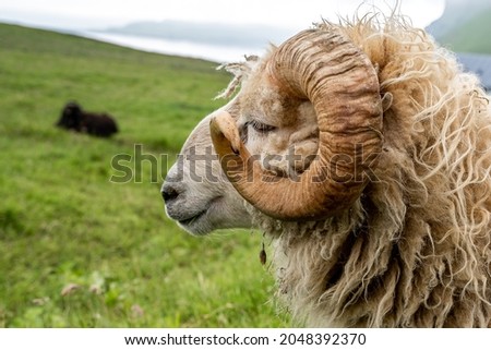 Closeup view of the Sheep and Rams in the fields of the Faroe Islands