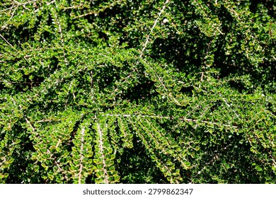 A close-up view showcases the intricate pattern of small, vibrant green leaves and thin branches of a dense shrub under natural daylight