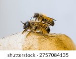 a close-up view from the side of a pair of red mason bees mating against a light background