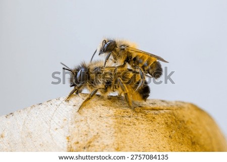 a close-up view from the side of a pair of red mason bees mating against a light background