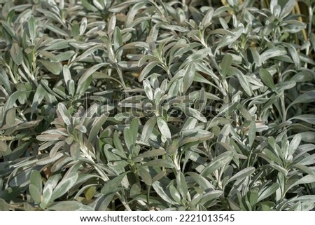 Closeup view of silver green foliage of convolvulus cneorum aka silverbush or shrubby bindweed outdoors in sunlight