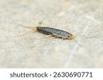 Close-up view of a silverfish insect crawling across a stone surface, highlighting its shimmering silvery scales and long antennae, emphasizing the intricate details of this common pest