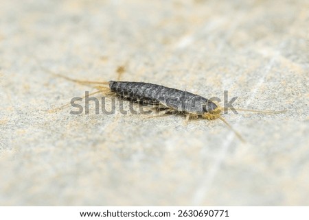Close-up view of a silverfish insect crawling across a stone surface, highlighting its shimmering silvery scales and long antennae, emphasizing the intricate details of this common pest