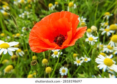 A close-up view of a single bright red poppy flower with delicate petals, surrounded by white daisies and lush green grass
