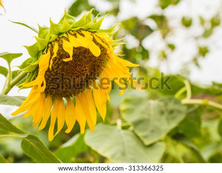 Close-up view of single drooping and wilted sunflower