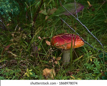 Closeup view of single fly agaric mushroom (amanita muscaria) with red color and white dots between grass in forest near Digermulen, Hinnøya island,Vesterålen, Norway in late summer.