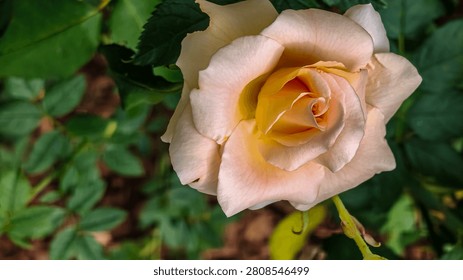 A close-up view of a single, fully bloomed rose with soft peach and yellow petals unfurling gently against a blurred green background