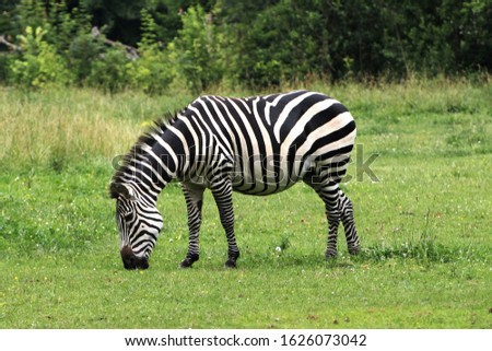 Closeup view of single herbivorous striped zebra grazing on a green grass lawn, Opole zoo, Poland