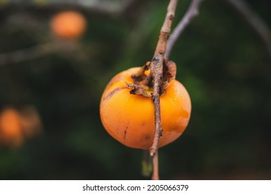 Closeup View Of A Single Khaki Fruit Growing On A Persimmon Tree.