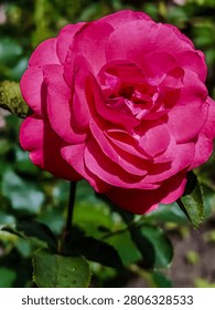 A close-up view of a single, richly colored pink rose, showcasing its delicate petals and intricate layers against a soft, blurred garden setting
