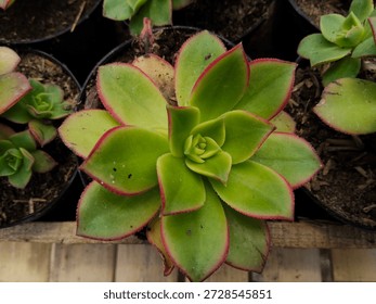 Close-up view of a single succulent with rosette formation, showcasing its fleshy, water-storing leaves in a beautiful gradient of green. Isolated on a clean background, ideal for nature, botany, and 