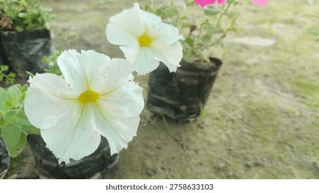 Close-up View of a Single White Bloom with Yellow Center 


A vibrant, close-up photograph of a single white flower in full bloom, featuring delicate petals, prominent green veins, and a striking bright yellow center. The background is a softly blurred green, emphasizing the natural beauty and freshness of the bloom. This image is ideal for themes related to nature, gardening, spring, summer, or floral designs. 
Hashtags
#whiteflower
#naturephotography
#bloom
#floral
#macroshot
#garden
#petunia
#flower 