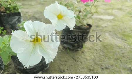 Close-up View of a Single White Bloom with Yellow Center 


A vibrant, close-up photograph of a single white flower in full bloom, featuring delicate petals, prominent green veins, and a striking bright yellow center. The background is a softly blurred green, emphasizing the natural beauty and freshness of the bloom. This image is ideal for themes related to nature, gardening, spring, summer, or floral designs. 
Hashtags
#whiteflower
#naturephotography
#bloom
#floral
#macroshot
#garden
#petunia
#flower 