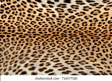 Close-up view of the skin of a leopard (Panthera pardus)