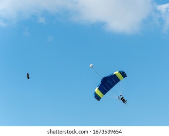 701 Parachute animal Stock Photos, Images & Photography | Shutterstock