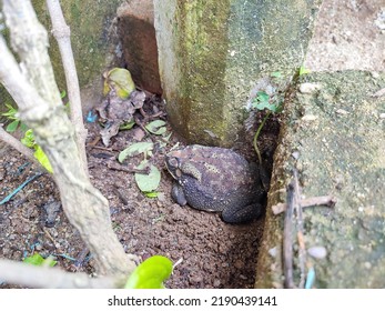 Closeup View Of A Sleeping Frog