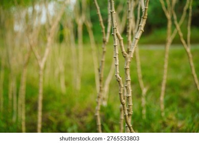 A close-up view of slender, bare tree branches standing upright in a vibrant green field with soft background blur emphasizing the natural texture and structure of the stems against lush grassy