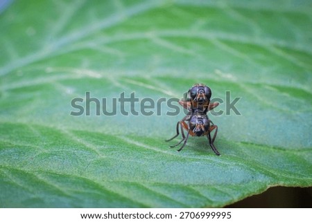 A close-up view of a small, dark-colored spider with intricate patterns resting on a vibrant green leaf, showcasing the delicate details of both the insect and its natural habitat.