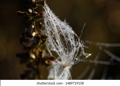 Closeup view of small dew drops on  cobweb threads located on meadow plants early in the morning at late summer in August.