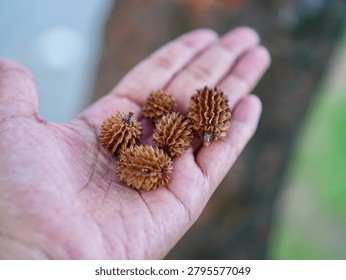  A close-up view of small dried pine cones from a she-oak tree displayed on an open hand