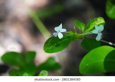 A close-up view of a small, elegant white flower with prominent purple stamens, set against a backdrop of vibrant green leaves and soft bokeh