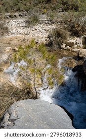 A close-up view of a small green pine tree surviving on the edge of a small waterfall, highlighting nature's resilience in a rugged, rocky environment.