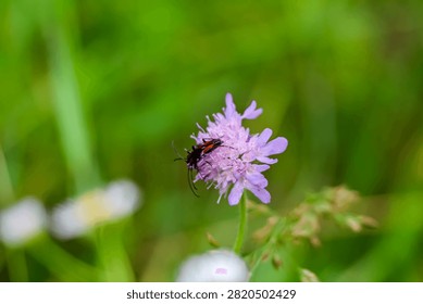 A close-up view of a small insect with red markings on its body resting on a cluster of purple petals amidst lush green foliage