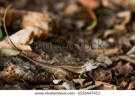  close-up view of a small lizard among dry leaves and twigs on the ground. The lizard’s camouflage is noteworthy as it blends well with the brown tones of the natural debris, making it an interesting 