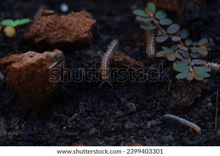 Closeup view of small nonpoisonous centipede-like reptiles in flowerpot. 