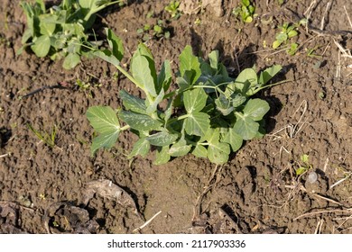 Closeup View Of A Small Peas Plant