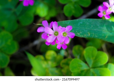 Close-up view of a small pink flower with blurred Lucky Irish three Leaf Clover background in the field. Pink wildflower with shamrock background usually used as St.Patrick's day holiday symbol