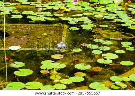 Close-up view of a small turtle sitting on a stone border surrounded by floating water lily leaves and clear water.