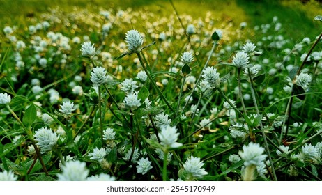 A close-up view of small white wildflowers blooming in a lush green field, creating a natural and serene landscape - Powered by Shutterstock