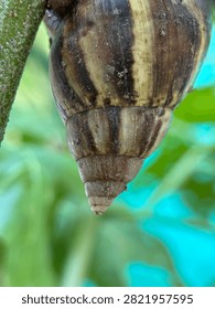A close-up view of a snail shell attached to a green plant stem in a natural garden environment.