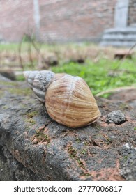 A close-up view of a snail shell resting on a rough brick surface, with soft greenery blurred in the background. The natural textures and earthy tones create a calm, organic feel. The shallow depth of field highlights the shell’s pattern, making it suitable for nature, detail, or outdoor concept visuals
