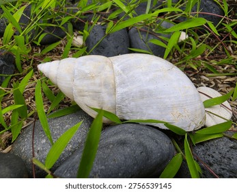 Closeup view of snail shell and stone at outdoor park with blurred background. Animal photography concept design.