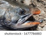 Close-up view of snout wild salmonid fish Salvelinus often called charr or char with pink spots over darker body. Summer fishing with spinning and fishing rod.