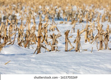 Closeup View Of Snow Covered Harvested Cornfield In Winter. Golden Brown Cornstalks, Stubble, And Corn Trash. No Till Soil Conservation Tillage Method