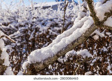 Close-up view of snow covered tree branch with winter garden and hedge in background. Sweden.