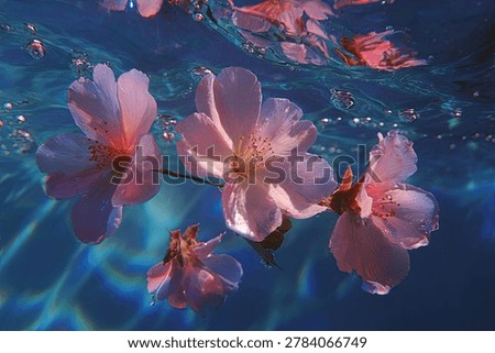 Close-up view of soft pink cherry blossom petals drifting beneath the surface of clear blue water, creating a serene and ethereal underwater scene.
