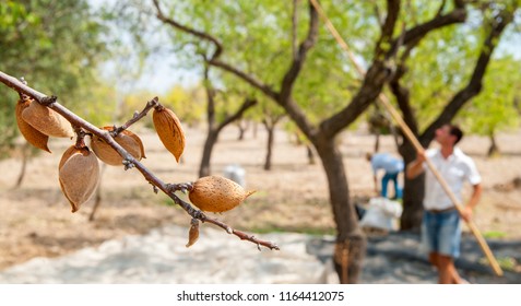 Closeup view of some almonds on a tree during harvest time in Noto, Sicily
