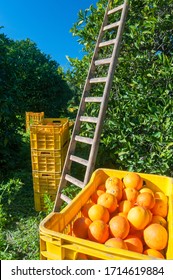 Close-up view of some tarocco oranges on a box during harvest time in Sicily