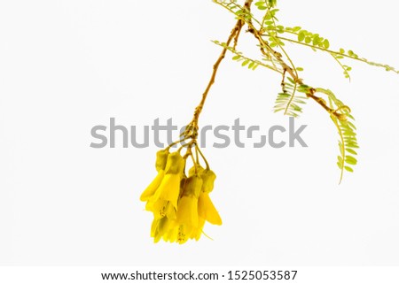 Close-up view of the spectacular yellow flowers of New Zealand's native Kowhai tree, Sophora microphylla seen isolated against a white background.